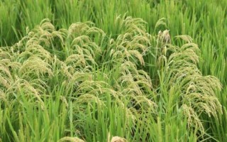 望兩優(yōu)851水稻種子特征特性，每畝有效穗數(shù)15.4萬穗