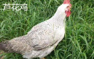 蘆花雞和普通雞有什么區(qū)別，品種、外觀均不同