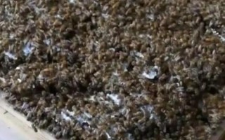 最簡單的中蜂分蜂方法，王臺(tái)分蜂最有效