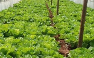 承包土地種哪些作物能賺錢，當(dāng)前種植沙棘、越桔等果樹很有市場前景