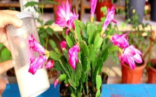 蟹爪蘭春天如何施肥，追肥盡量選擇復(fù)合型花肥