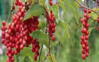 五味子畝產(chǎn)多少斤，畝產(chǎn)1500-3000斤鮮貨