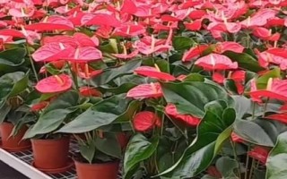 紅掌爛根怎么辦，先洗根再剪掉爛根