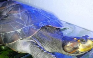黃頭側(cè)頸龜吃小魚(yú)嗎，會(huì)吃一些死了的小魚(yú)