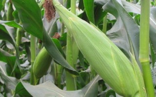 縱橫618玉米種子特點(diǎn)，注意防治瘤黑粉及地下害蟲