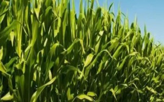 中農(nóng)大751玉米種簡介，中抗大斑病