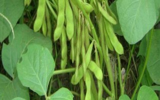 大地8號(hào)大豆種簡(jiǎn)介，生育期間及時(shí)中耕管理