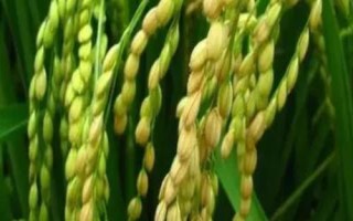 嘉禾優(yōu)7號(hào)水稻種子簡(jiǎn)介，粳型雜交水稻品種