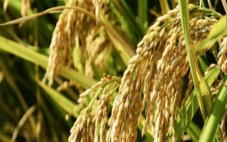 創(chuàng)兩優(yōu)華占水稻種子介紹，秈型兩系雜交水稻品種