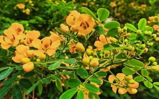 現在種植什么樹能賺錢，可種植彩葉樹種、喬木類等