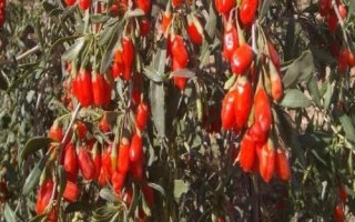 枸杞常見(jiàn)的病蟲害防治方法，常見(jiàn)的有炭疽病、灰斑病和白粉病等