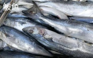 鲅魚和青魚的區(qū)別，科屬分類、形態(tài)特征、棲息環(huán)境均不同