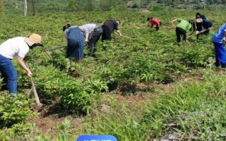 白術(shù)種子的種植方法，播種時間為3月下旬至4月上旬