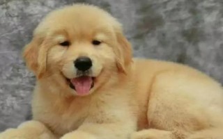 金毛犬可以活多久，壽命一般為12-15年左右