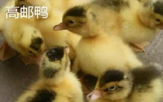 優(yōu)質(zhì)鴨苗品種介紹，品種眾多各有特點(diǎn)