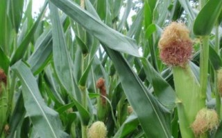 正興9號(hào)玉米種簡(jiǎn)介，春播平均生育期138.0天
