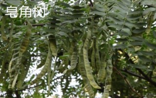 農(nóng)民種什么樹比較有前景，皂角樹、速生法桐、紅葉石楠等樹種均可選擇