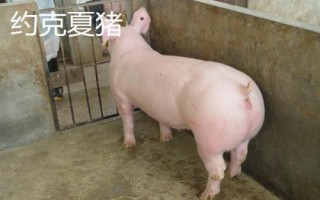 豬有哪些品種，包括杜洛克、成華豬、大白豬、長(zhǎng)白豬等種類