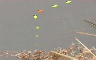 野釣黃尾魚適合用什么餌料，腥味型、麩香型、酒香型均可使用