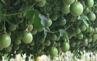 百香果為什么施生物有機肥，能增加土壤中的有益菌且抑制有害菌