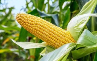邯東599玉米種子特征特性，適宜播期為6月25日之前