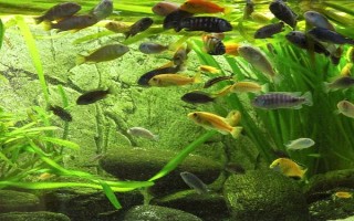怎么才能讓魚缸里的死水變成活水，最好安裝一個(gè)過(guò)濾器