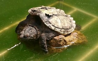 鱷龜?shù)娘曫B(yǎng)方法，每隔7-10天消毒一次