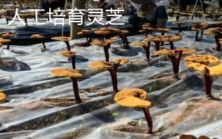 如何區(qū)分野生靈芝與人工培育靈芝，可以從色澤、大小等方面區(qū)分