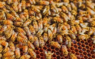 怎么樣使蜂群建造王臺(tái)，前提條件是有強(qiáng)烈的分蜂意念
