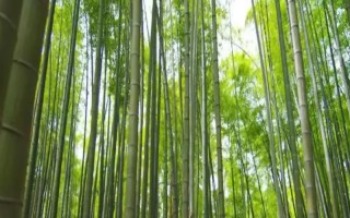 北方的大型竹子有哪些，常見的有毛竹、紫竹、金鑲玉竹等