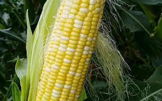 福玉95玉米種簡介，中抗大斑?。?MR）