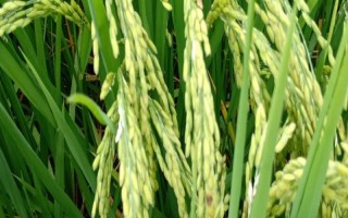 科德優(yōu)118水稻種子簡介，每畝有效穗數(shù)17.4萬