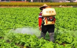 如何預(yù)防蘿卜空心，要注意平衡供水