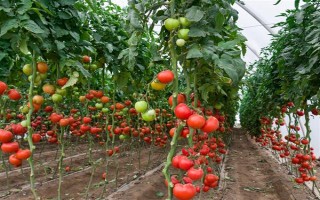 哪些蔬菜可以在6月份種植，適合選擇黃瓜、番茄、豇豆等品種