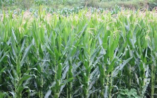 綠糯8號玉米種子介紹，糯玉米品種