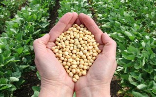 吉農(nóng)48大豆種子簡(jiǎn)介，中抗花葉病毒病1號(hào)株系
