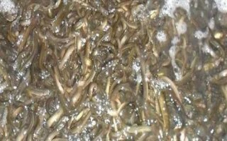 怎么快速培育泥鰍苗種，投放前要蓄水施肥、放苗后要提供充足的食物