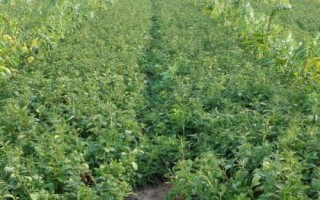 種植白術(shù)怎么管理，整個生育期要中耕除草3-4次