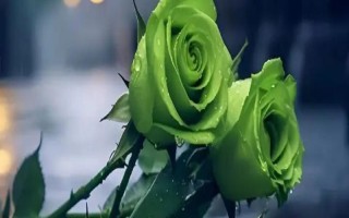 綠玫瑰的花語(yǔ)，寓意愛(ài)情憧憬、愛(ài)情長(zhǎng)存、純真簡(jiǎn)樸等
