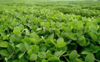 墾農(nóng)30大豆品種的特性，在適應(yīng)區(qū)5月上旬播種