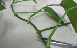 綠蘿的修剪方法，冬天的時(shí)候盡量不要修剪