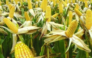 新玉81號玉米品種的特性，南疆復(fù)播6月份播種