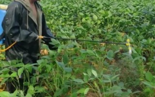 大豆菟絲子如何用草甘膦防治，稀釋藥液后可噴灑受害植株