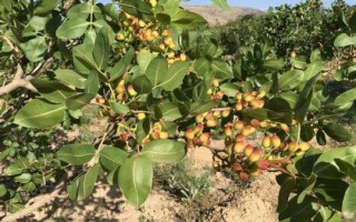 種植開(kāi)心果樹(shù)要注意什么，需種在通透性較好的土壤中