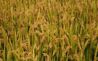 泗稻20號(hào)水稻種子特征特性，大田用種量每畝3~4公斤