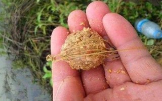 野釣黃尾魚適合用什么餌料，腥味型、麩香型、酒香型均可使用