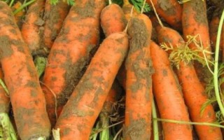 霜降過(guò)后可以在陽(yáng)臺(tái)上種什么蔬菜，可種植白菜、胡蘿卜、大蒜等品種