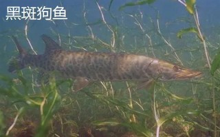 狗魚的生活習(xí)性，我國(guó)有黑斑狗魚和白斑狗魚兩種
