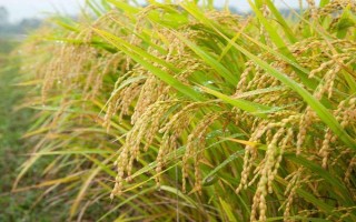 隆優(yōu)4456水稻種子特點，全生育期117.1天