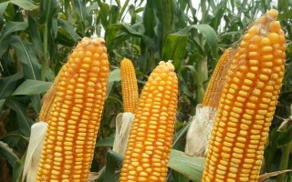 松科861玉米種子介紹，適宜播種期4月下旬～5月上旬